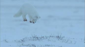 S35 Ep6: Arctic Fox Dive Bombs Prey Hidden in the Snow