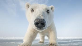 S35 Ep6: Snowbound: Animals of Winter