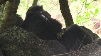 S35 Ep9: Chimp Makes Orphaned Genet Cat His Pet