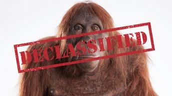 S35: The Origins of 'Spy in the Wild'