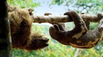 S35 Ep9: 'Spy Sloth' Meets Real Sloth