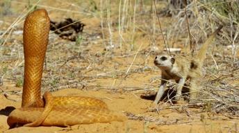 S35 Ep9: Fearless Meerkat Takes on 'Spy Cobra'