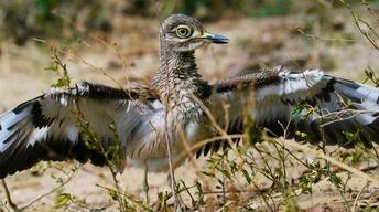 S35 Ep8: Is the Dikkop the Bravest Bird in the World?