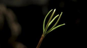 S35 Ep12: Why the Giant Sequoia Needs Fire to Grow