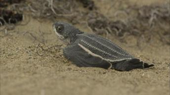 S35 Ep13: Leatherback Turtle Hatchlings Emerge from Sand