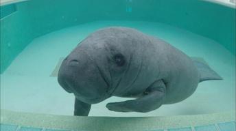 S35 Ep13: Meet the Manatees