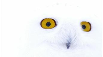 S31 Ep2: Magic of the Snowy Owl Preview