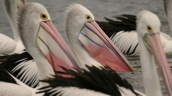 S29 Ep10: Outback Pelicans