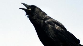 S29 Ep2: A Murder of Crows