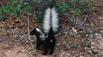 S27 Ep6: Is That Skunk?