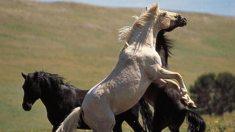 Watch White Mane: The Wild Horse Full Movie