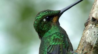 S28 Ep5: Hummingbirds: Magic in the Air
