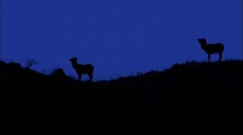 S30 Ep11: This Unexplained Companion