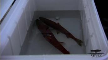 Education | Producing Salmon image