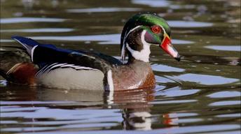 S31 Ep4: An Original DUCKumentary