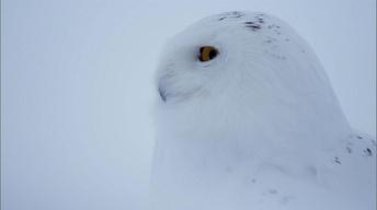 S31 Ep2: Owl of the Arctic