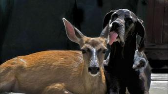 S31 Ep3: Animal Odd Couples