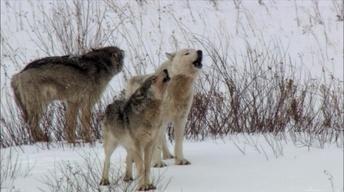 S31 Ep8: Cold Warriors: Wolves and Buffalo Preview