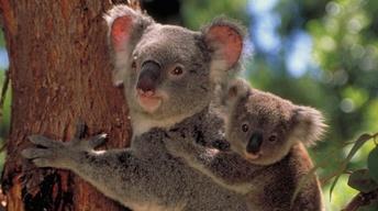 Cracking the Koala Code - Preview image