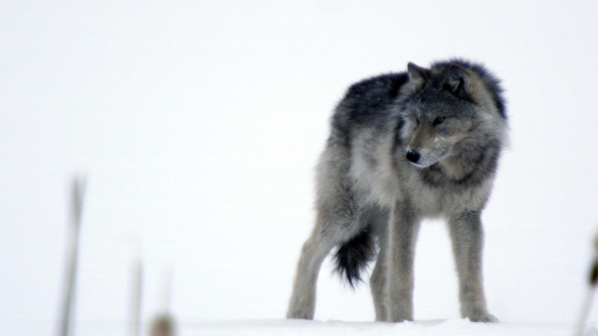 Video: Cold Warriors: Wolves And Buffalo | Watch Nature Online | PBS Video