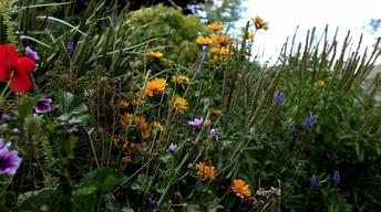 S31 Ep9: What Plants Talk About