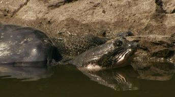 S27 Ep11: The Last Living Pair of Rafetus Turtles