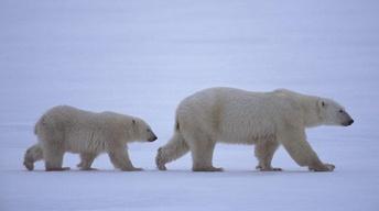 Arctic Bears - Preview image