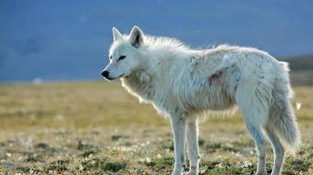 S27 Ep1: White Falcon, White Wolf - Preview