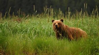 Fortress of the Bears - Preview image