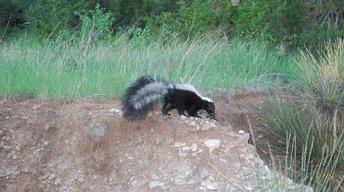 Is That Skunk? - Preview image