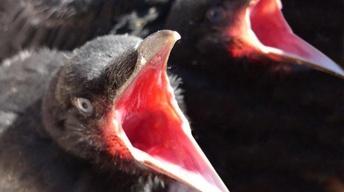 A Murder of Crows - Preview image
