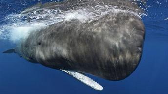 S29 Ep10: Ocean Giants, "Voices of the Sea" - Preview