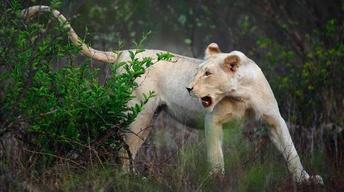 S30 Ep12: The White Lions - Preview