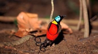 Birds of the Gods image