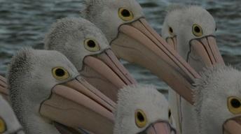 Outback Pelicans image