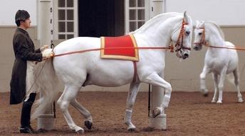 S31 Ep11: Legendary White Stallions