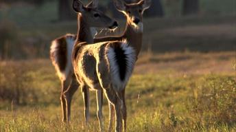 S31 Ep12: The Private Life of Deer