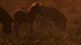 S31 Ep13: The Zebra of Botswana's Saltpans