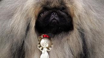 S25 Ep12: Dogs That Changed the World: Dogs By Design