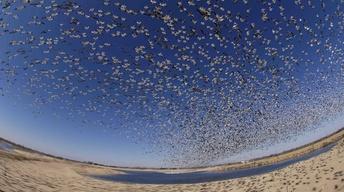 S32: Earthflight, A Nature Special Presentation - Preview