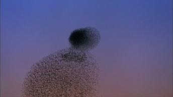 S1: Starling Aerial Acrobatics
