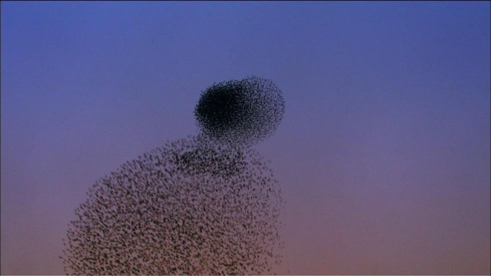 Starling Aerial Acrobatics image
