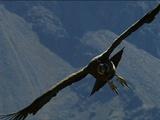 Nature | Condor Flight School