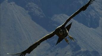 Condor Flight School image