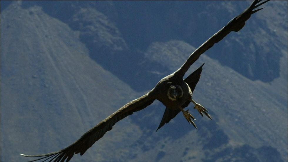 Condor Flight School image