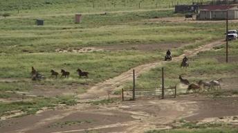 New Mexicans weigh slaughter of overpopulated wild horses image