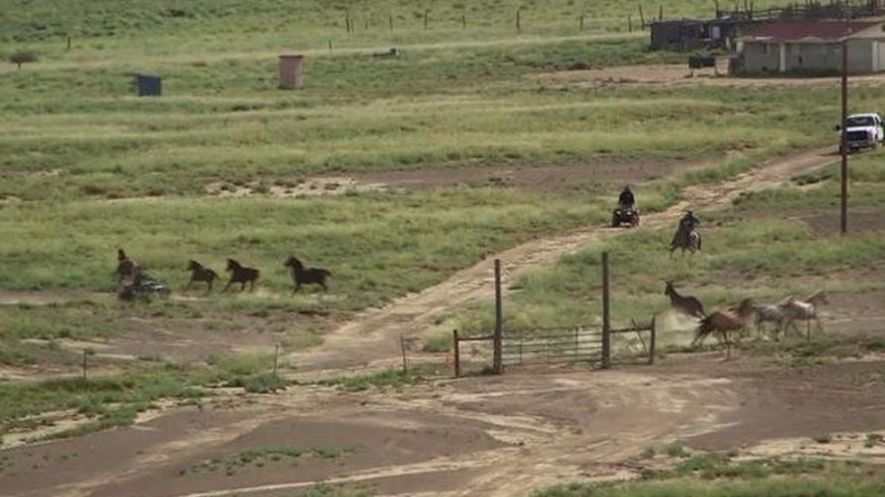 New Mexicans weigh slaughter of overpopulated wild horses image