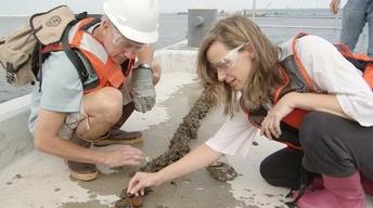 Blue Mussels Clean and Protect New York Harbor image