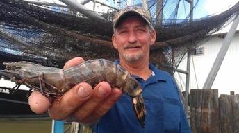 Tiger shrimp invade Louisiana water image