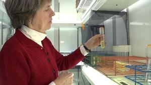 The phytoplankton that brought Earth to life